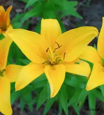 Ez a kép egy sárga ázsiai liliomot (Lilium Asiatic) ábrázol. A virág szirmai élénksárgák és szélesek, finoman visszahajlanak. A porzók sötétebb árnyalatúak, talán barnásak, és a virág közepén helyezkednek el. A háttérben több hasonló sárga liliom látható, amelyek egy buja zöld lombozat közül tűnnek elő.