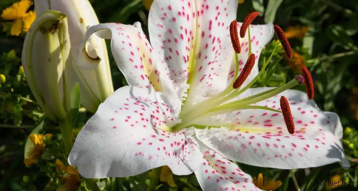 Ezen a képen egy fehér színű ázsiai liliom (Lilium Asiatic) virág látható. A szirmok fehér alapúak, amelyeket rózsaszín vagy piros pöttyök díszítenek, középen pedig világos sárga színű. A szirmok szélesek, és elegáns ívben hajlanak vissza. A porzók narancssárgás-barnás színűek, és jól láthatóak a virág közepén. A háttérben zöld levelek és más virágbimbók is látszanak, amelyek kontrasztot alkotnak a virág élénk színeivel.