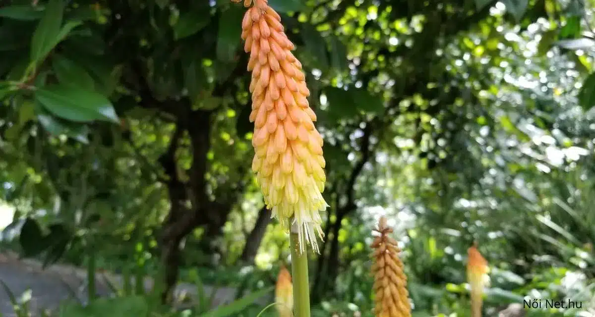 Fürtös Fáklyaliliom (Kniphofia uvaria) Ültetés, Gondozás