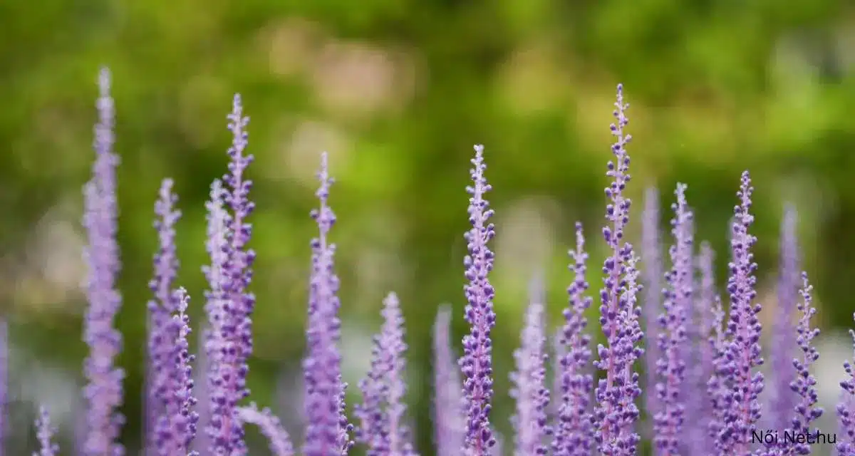 Gyöngyikés Gyepliliom (Liriope muscari) 20 Tipp Gondozásához