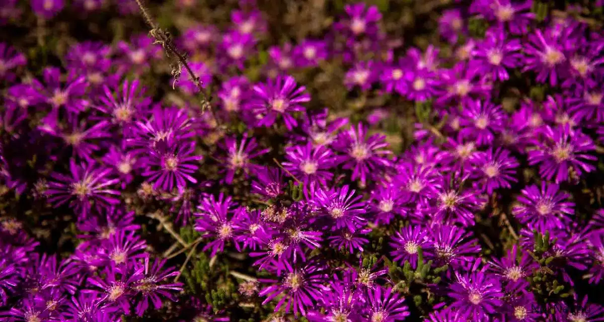 Jegecske (Aptenia cordifolia) 5 Fontos Tény a Gondozásáról