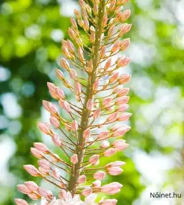 Halvány rózsaszín korbácsliliom (Eremurus x isabellinus) virágzata zöld háttér előtt.