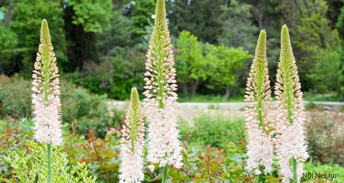 Korbácsliliom Eremurus x isabellinus 20 tipp a gondozásához