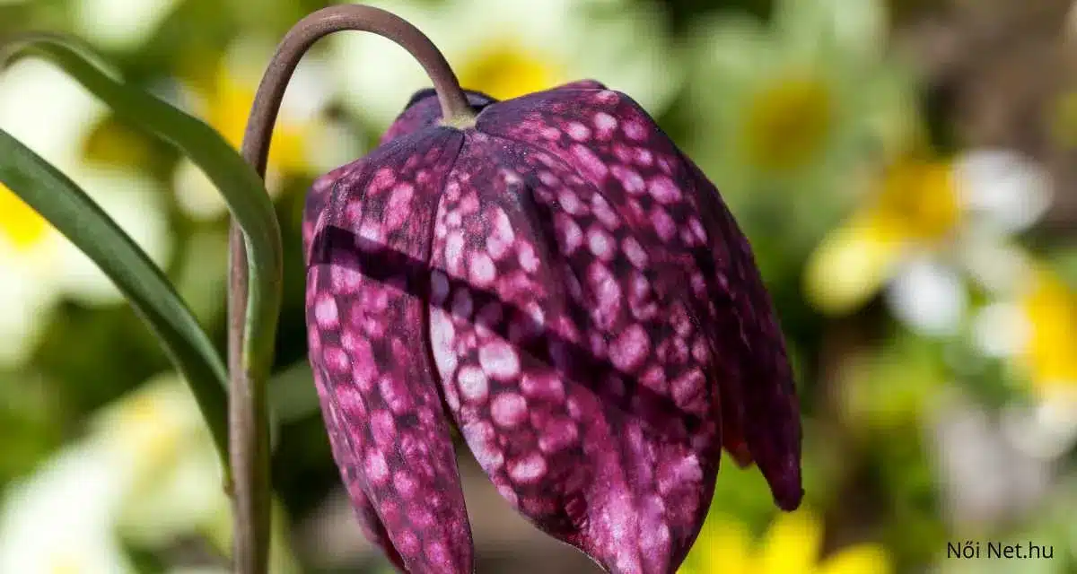 Mocsári Kockásliliom (Fritillaria meleagris) – 20 info