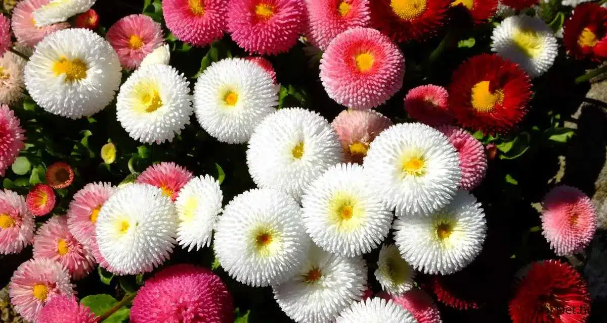 Százszorszép (Bellis perennis) 10 tipp gondozása szaporítása