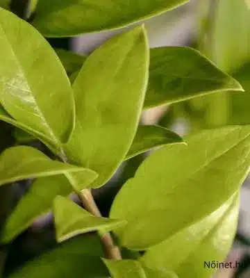 Közelről az Agglegénypálma Zamioculcas zamiifolia vastag, ovális levelei és erős szára látható, zöld színben tündökölve.