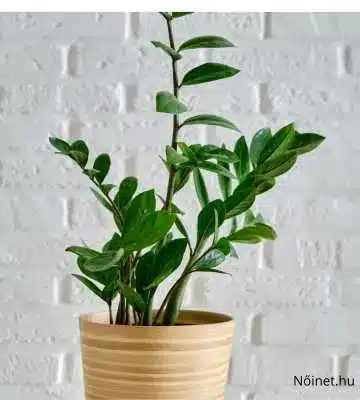 Agglegénypálma Zamioculcas zamiifolia egy kerámia virágcserépben, fehér téglafal előtt, zöld leveleivel modern megjelenést nyújt.