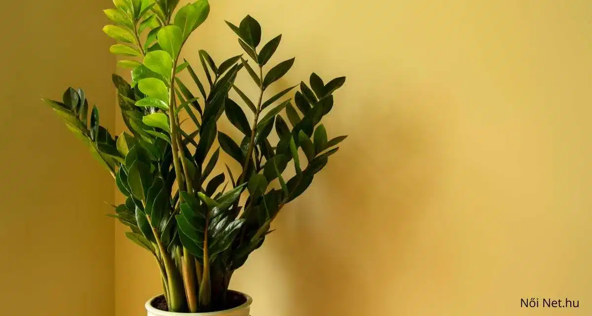 Agglegénypálma Zamioculcas zamiifolia gondozása – 20 tipp