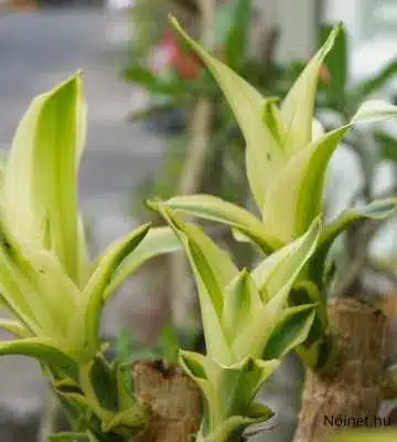 Dracaena fragrans közelről, fényes zöld és krémes sárga csíkozású levelekkel, amelyek szimmetrikusan helyezkednek el.