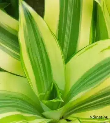 Több szárú Dracaena fragrans növények cserepekben, buja zöld levelek, sorba rendezve, szobanövényként készen.