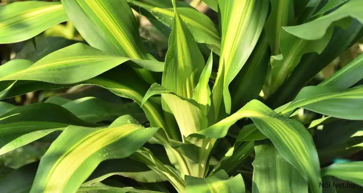 Széles Dracaena fragrans levelek, hosszú, fényes levelek, középen világoszöld csíkozással, erőteljes növekedés.