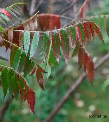 Szárnyaltlevelű ecetfa (Rhus typhina) piros és zöld levelei őszi színárnyalatban egy ág közelről.