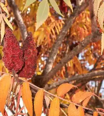 Ecetfa (Rhus typhina) vörös termése és sárgás-narancsos őszi levelei közelről egy ágon.