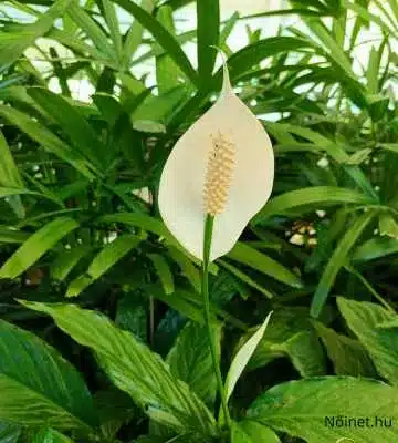 Közelkép egy vitorlavirágról (Spathiphyllum), zöld levelek és fehér virág, háttérben más növények.