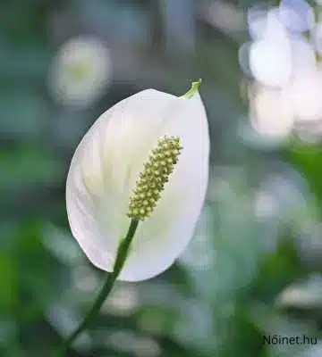 eljes virágzásban lévő vitorlavirág (Spathiphyllum), zöld levelek és természetes fény hatásával.