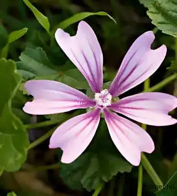 Erdei mályva (Malva sylvestris) halványlila virága zöld levelek között, fehér és rózsaszín csíkozású szirmokkal.