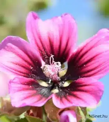 Élénk lila erdei mályva (Malva sylvestris) virág fekete középponttal és világos porzókkal, kék ég és zöld háttér előtt.