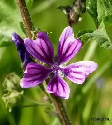 Sötét lila erdei mályva (Malva sylvestris) virág zöld háttérrel és finom fehér porzókkal.