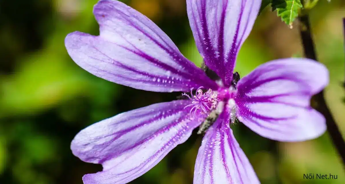 Erdei mályva (Malva sylvestris) gondozása: 20 hasznos tipp