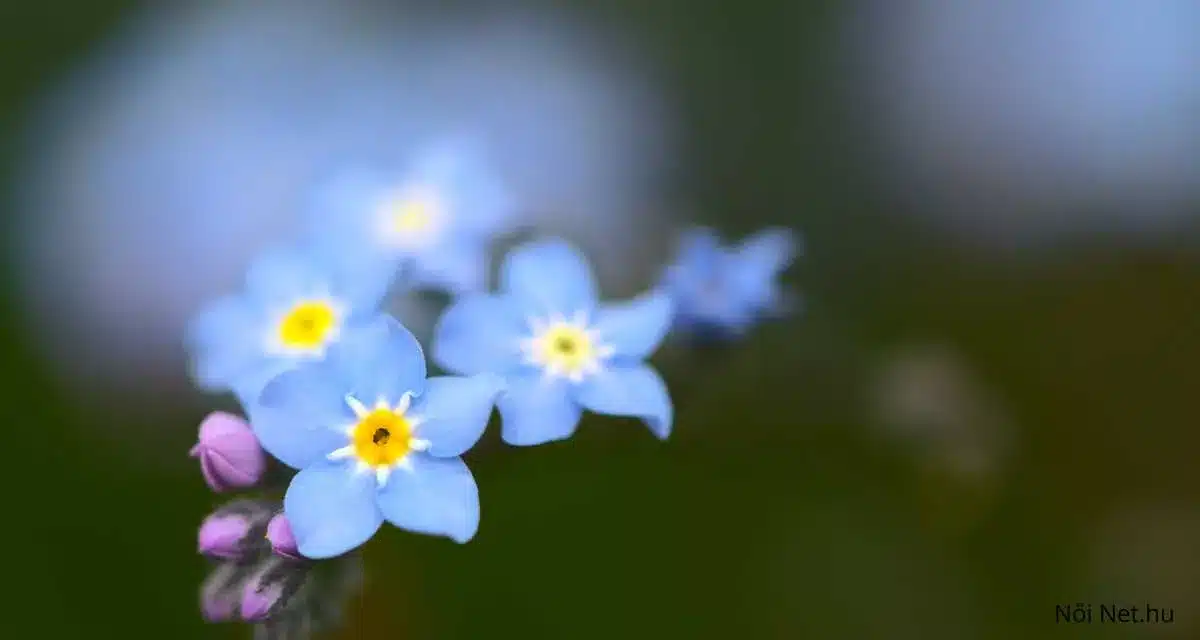 Kerti nefelejcs (Myosotis sylvatica) gondozása – 20 tipp, hogy virágzó legyen a kerted