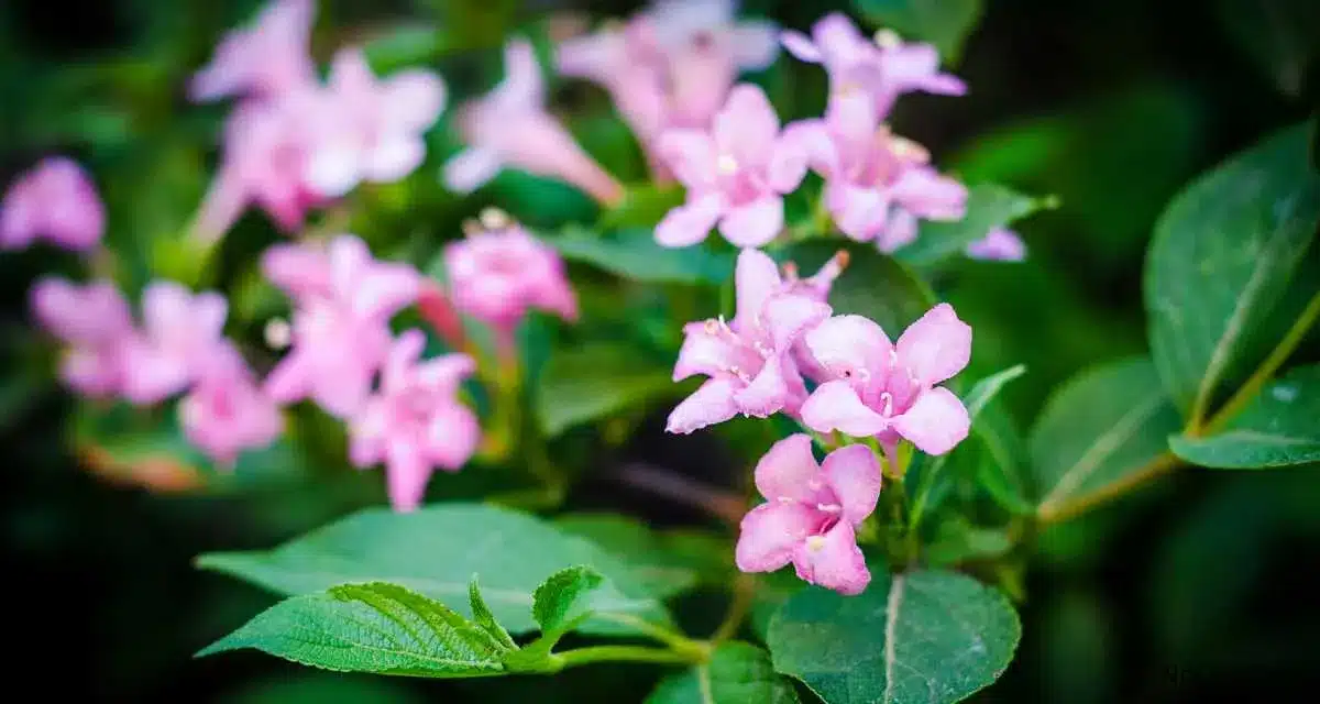 Rózsalonc Weigela 20 tipp a gondozásához